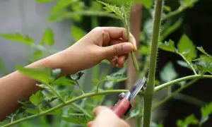 Eine Hand hält einen Trieb, während eine Gartenschere angesetzt wird, um Tomaten ausgeizen.