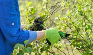Gartenarbeit im Sommer: Johannisbeeren schneiden für besseres Wachstum.
