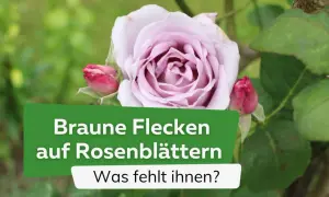 Eine zarte, lavendelfarbene Rose mit Knospen. Darunter ein grüner Balken mit der Aufschrift "Braune Flecken auf Rosenblättern. Was fehlt ihnen?".