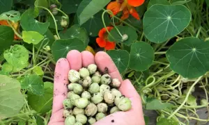 Eine Handvoll Kapuzinerkresse-Samen, bereit zum Essen. Die grünen Samen sind von den leuchtend orangen Blüten und runden Blättern umgeben.