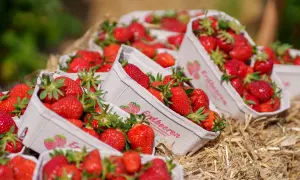 Frische Erdbeeren in Körbchen auf Stroh. Wann ist Erdbeerzeit? Jetzt, wenn die Sonne scheint und die süßen Früchte reif sind!