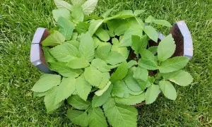 Frischer Giersch wächst in einem zerbrochenen Topf im Gras. Perfekt für Giersch essen!
