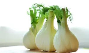 Frischer Fenchel mit grünen Wedeln, bereit, roh gegessen zu werden.