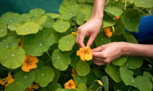 Hände pflücken eine leuchtend orangefarbene Kapuzinerkresseblüte inmitten üppiger grüner Blätter. Der ideale kapuzinerkresse standort ist sonnig.