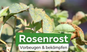 Rosenrost an Rosenblättern. Tipps zur Vorbeugung und Bekämpfung mit Hausmitteln.