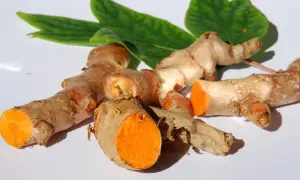 Frische Kurkumawurzeln mit leuchtend orangefarbenem Inneren. Man kann Kurkuma roh essen, sie sind ein gesundes Gewürz.