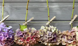 Hortensien trocknen: Mehrere Hortensienblüten in verschiedenen Rottönen, Lila und Beige hängen an Schnüren, befestigt mit Wäscheklammern an einer Holzfassade.