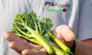 Frische Bimi Brokkoli-Stiele liegen in einer Hand. Im Hintergrund ist ein T-Shirt mit dem Aufdruck "Pfalz Markt" zu sehen.