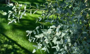 Zarte Zweige mit blaugrünen Blättern, bereit für den eukalyptus schneiden. Im Hintergrund ein sonnenbeschienener Rasen.