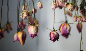 Getrocknete Rosen hängen kopfüber und zeigen ihre verblassten Farben. Ein Hauch von Nostalgie liegt in der Luft, während die Rosen trocknen.