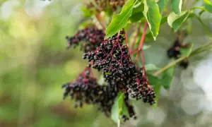 Reife Holunderbeeren hängen an roten Stielen. Ein schöner Anblick, der Lust macht, den Holunder zu vermehren.