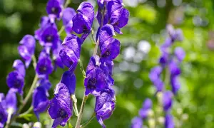 Blauviolette Blüten des Eisenhuts, der giftigste Pflanze Deutschlands, im Detail.