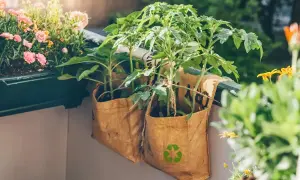 Zwei selbstgemachte Pflanztaschen aus recyceltem Material hängen am Balkongeländer, darin wachsen junge Tomatenpflanzen.