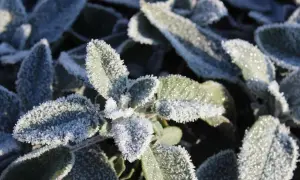 Raureif bedeckt die Blätter eines winterharten Salbei. Die Kristalle glitzern im Sonnenlicht und zeigen die Widerstandsfähigkeit der Pflanze.