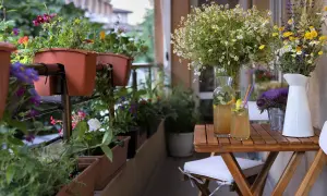 Balkonblumen im Schatten, mit bunten Blüten und grünen Blättern, daneben erfrischende Getränke auf einem Holztisch.