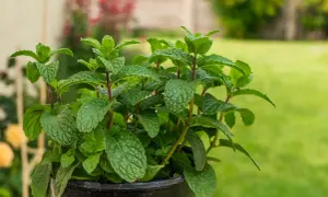 Ein üppiger Topf mit frisch aussehender Minze, bereit zum Ernten und zum Minze pflanzen im Garten.