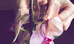 Hände schneiden mit einer Schere einen Stiel einer zarten Orchidee.
