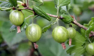 Grüne Stachelbeeren hängen an einem Ast. Bald werden sie geschnitten und zu Marmelade verarbeitet.