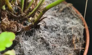 Ein dichter, weißer **Schimmel auf Blumenerde** bedeckt den Topf einer Pflanze. Die feinen Fäden des Schimmels umschlingen die braunen Wurzeln und Stängel.