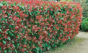 Eine dichte Hecke mit roten und grünen Blättern, ideal zum Pflanzen für Sichtschutz.