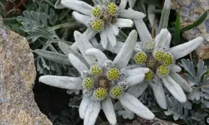 Drei zarte Edelweiss Blumen, umgeben von graugrünen Blättern und Felsen, strahlen in der rauen Bergwelt.