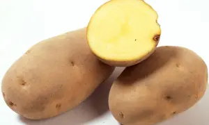 Drei rohe Kartoffeln, eine davon halbiert, zeigen ihr hellgelbes Inneres. Wer mag, kann sie roh essen.