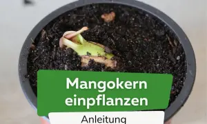 Ein junger Mangokern keimt in Erde. Anleitung zum Mangokern einpflanzen.
