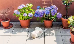 Weißer Kater genießt den Halbschatten auf der Terrasse zwischen Hortensien und Rosen.