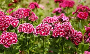 Büschel von leuchtend pinken Nelken mit weißer Umrandung. Ein idealer **Nelken Standort** im Garten, sonnig und gut durchlüftet.