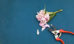 Ein verblühender Pfingstrosenstrauß liegt neben einer Gartenschere. Die Blütenblätter sind abgefallen, bereit zum Pfingstrosen schneiden.