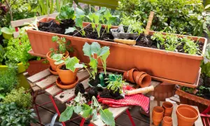 Ein langer brauner Blumenkasten wird mit jungen Pflanzen bepflanzt. Gartengeräte und kleine Töpfe liegen bereit.