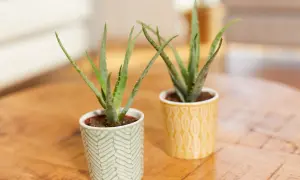 Zwei kleine Aloe Vera Pflanzen in dekorativen Töpfen. So kannst du echte Aloe Vera erkennen: achte auf die fleischigen, spitzen Blätter mit kleinen Dornen am Rand.