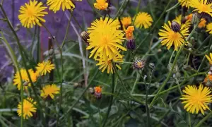 Gelbe Blüten, die an Habichtskraut erinnern, aber Vorsicht vor Verwechslung mit ähnlichen Pflanzen.