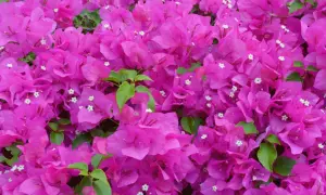 Leuchtend pinke Bougainvillea-Blüten bedecken das Bild. Die richtige Bougainvillea Pflege sorgt für diese üppige Blütenpracht.