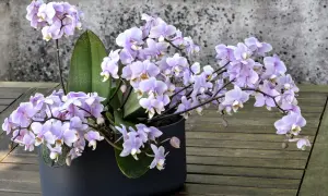 Zarte lila Orchideenblüten in einem dunklen Topf, ein Beispiel für gelungene Orchideen Pflege auf einer Holzoberfläche vor einer Steinwand.