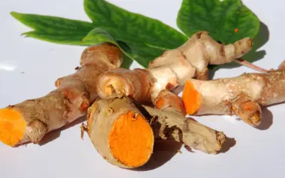 Frische Kurkumawurzeln mit leuchtend orangefarbenem Inneren. Man kann Kurkuma roh essen, sie sind ein gesundes Gewürz.