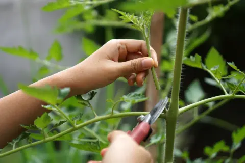 Eine Hand hält einen Trieb, während eine Gartenschere angesetzt wird, um Tomaten ausgeizen.