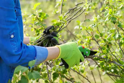 Gartenarbeit im Sommer: Johannisbeeren schneiden für besseres Wachstum.
