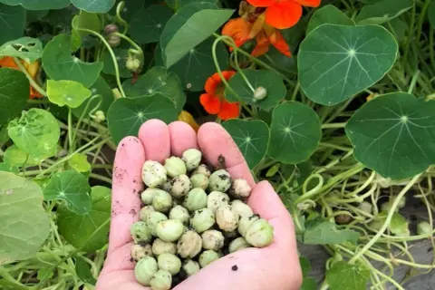 Eine Handvoll Kapuzinerkresse-Samen, bereit zum Essen. Die grünen Samen sind von den leuchtend orangen Blüten und runden Blättern umgeben.