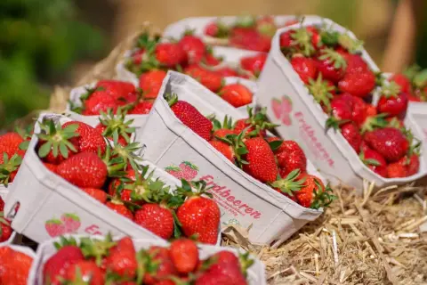 Frische Erdbeeren in Körbchen auf Stroh. Wann ist Erdbeerzeit? Jetzt, wenn die Sonne scheint und die süßen Früchte reif sind!