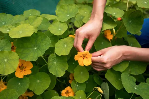 Hände pflücken eine leuchtend orangefarbene Kapuzinerkresseblüte inmitten üppiger grüner Blätter. Der ideale kapuzinerkresse standort ist sonnig.