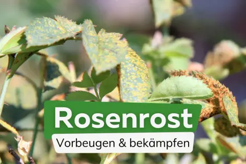 Rosenrost an Rosenblättern. Tipps zur Vorbeugung und Bekämpfung mit Hausmitteln.