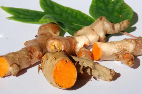 Frische Kurkumawurzeln mit leuchtend orangefarbenem Inneren. Man kann Kurkuma roh essen, sie sind ein gesundes Gewürz.