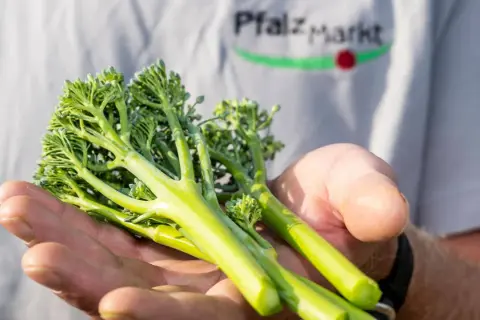 Frische Bimi Brokkoli-Stiele liegen in einer Hand. Im Hintergrund ist ein T-Shirt mit dem Aufdruck "Pfalz Markt" zu sehen.