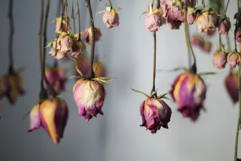 Getrocknete Rosen hängen kopfüber und zeigen ihre verblassten Farben. Ein Hauch von Nostalgie liegt in der Luft, während die Rosen trocknen.