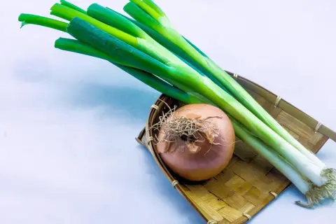 Ein Bund Frühlingszwiebeln liegt neben einer Zwiebel in einem geflochtenen Korb. Ist Lauch und Porree das Gleiche?
