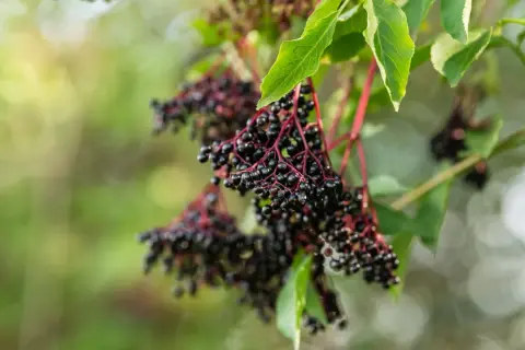Reife Holunderbeeren hängen an roten Stielen. Ein schöner Anblick, der Lust macht, den Holunder zu vermehren.