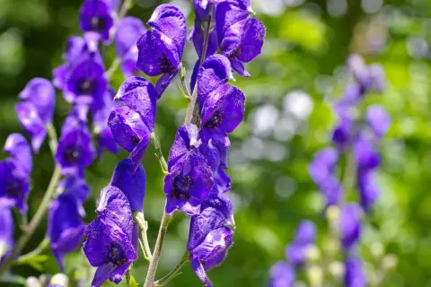 Blauviolette Blüten des Eisenhuts, der giftigste Pflanze Deutschlands, im Detail.