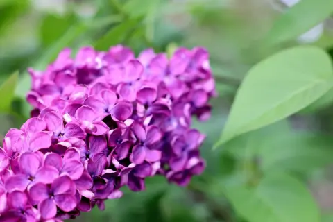 Ein Büschel violetter Fliederblüten, bereit, um flieder zu vermehren.