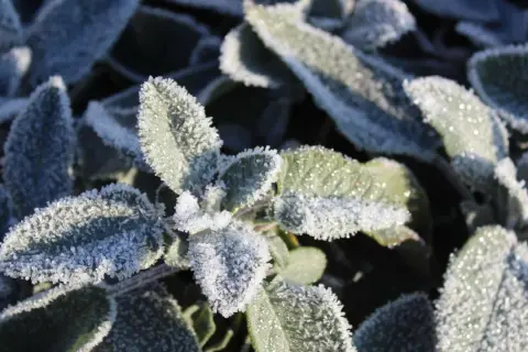 Raureif bedeckt die Blätter eines winterharten Salbei. Die Kristalle glitzern im Sonnenlicht und zeigen die Widerstandsfähigkeit der Pflanze.